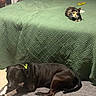 Smores is registered to the contest to win money with this photo: animal_companions, bed, bedroom, bedspread, black_dog, blanket, calico_cat, carpet, cat, collar, dog, furniture, home, indoor, lying_down, pet, pillows, relaxed, sleeping, yellow_object