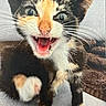 Smores is registered to the contest to win money with this photo: animal, black_and_white, blanket, blue_eyes, calico, cat, close_up, feline, funny, fur, indoors, kitten, meowing, open_mouth, orange_patches, paws, pet, pointed_ears, tricolor, whiskers