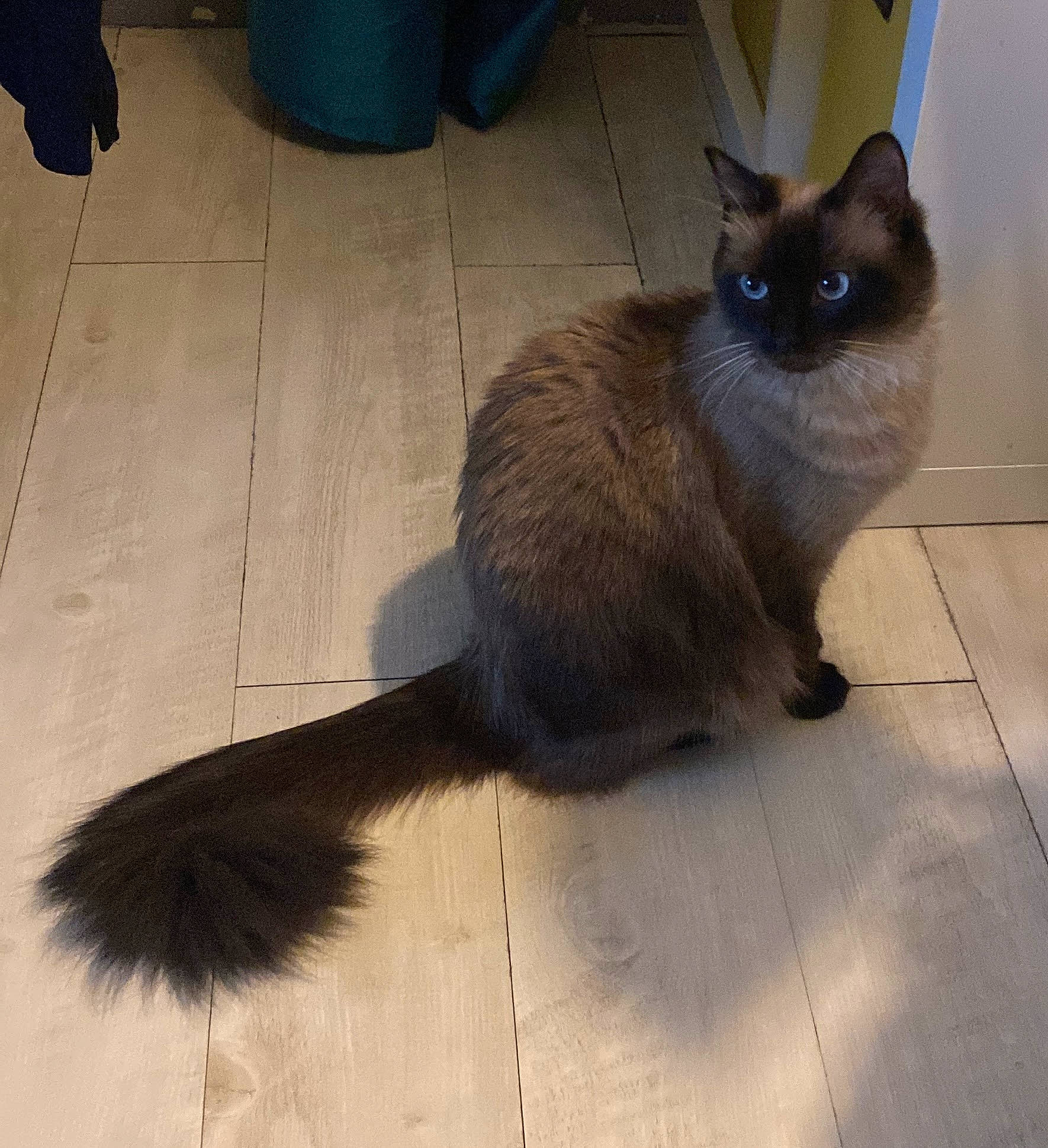 Ruby a rejoint le concours — aidez-le/la à gagner de superbes lots ! balance, birman, carnivore, cat, fawn, felidae, floor, flooring, fur, hardwood, shadow, siamese, small_to_medium_sized_cats, snout, tail, terrestrial_animal, tile_flooring, whiskers
