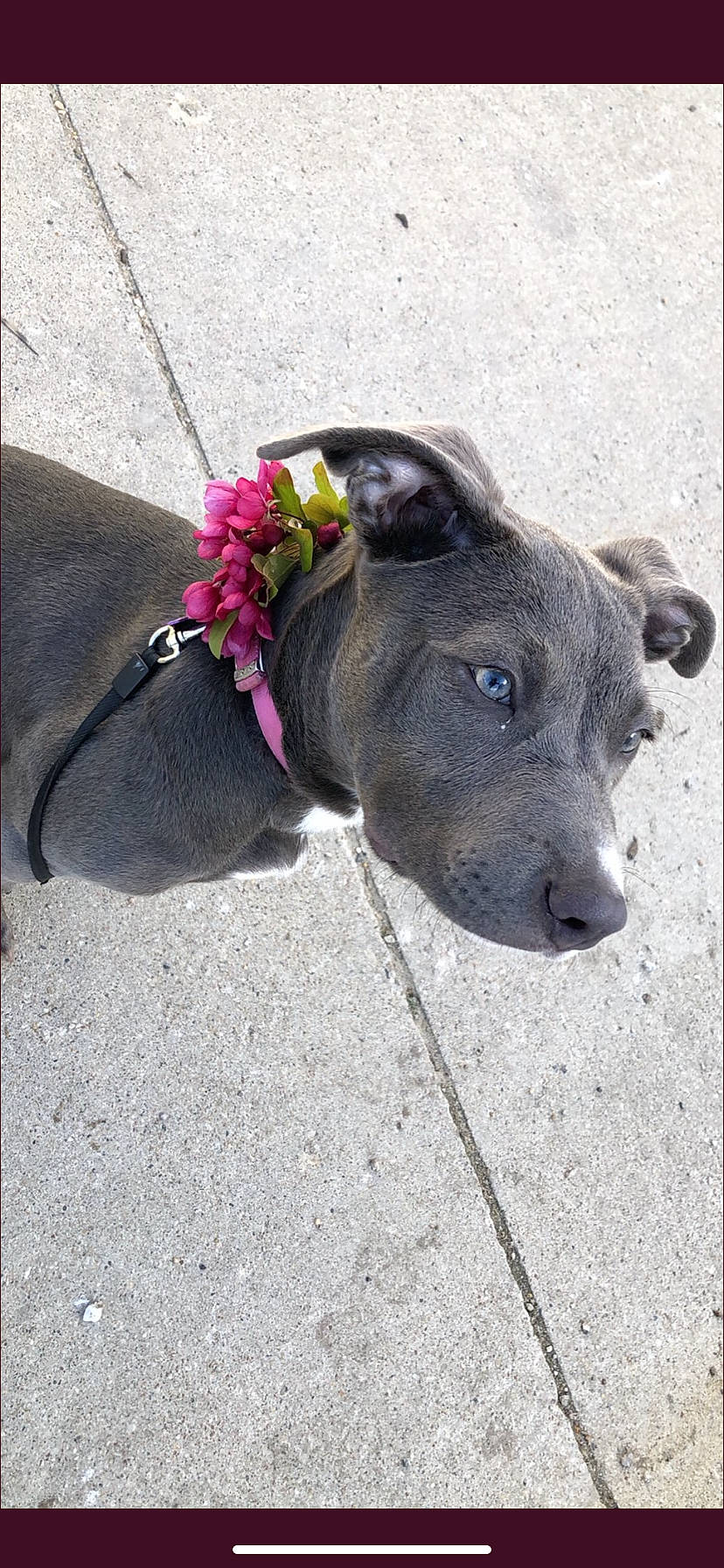 Nova is registered to the contest to win money with this photo: asphalt, carnivore, collar, companion_dog, concrete, dog, dog_breed, dog_collar, fashion_accessory, flower, grey, leash, pet_supply, plant, road_surface, tar, terrestrial_animal, toy, whiskers, working_animal