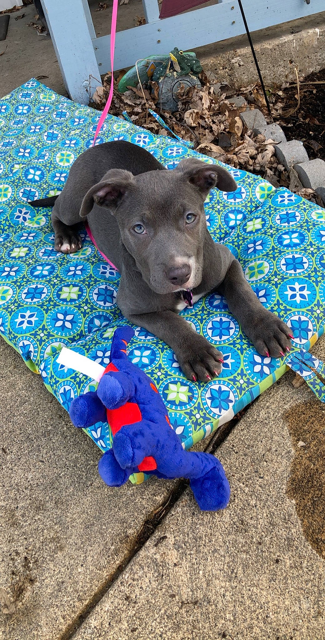 Nova joined the competition — help win amazing prizes! blue, canidae, carnivore, collar, companion_dog, dog, dog_breed, dog_collar, electric_blue, fashion_accessory, fur, grass, guard_dog, non_sporting_group, pattern, soil, sporting_group, tail, terrestrial_animal, working_animal