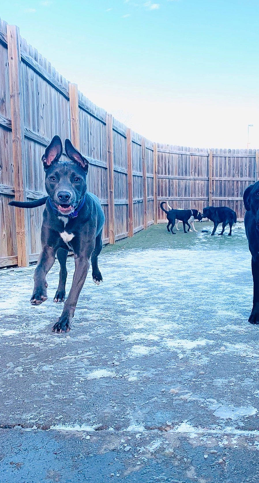 Nova joined the competition — help win amazing prizes! blue, building, canidae, carnivore, collar, companion_dog, dog, dog_breed, dog_collar, electric_blue, fawn, fence, leash, pack_animal, sky, snout, sporting_group, tail, tire, working_animal