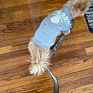 Jace joined the competition — help win amazing prizes! animal, blue_rug, blurred_motion, canine, collar, dog, domestic_animal, flooring, fur, furry_tail, gray_sweater, household, indoor, leash, movement, pet, small_dog, textile, walking, wooden_floor