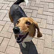 Molly is registered to the contest to win money with this photo: dog, outdoor, pavement, sunlight, happy, pet, canine, tail, smiling, brown, black, white, fur, ears, mouth, teeth, shadow, looking_up, daylight, closeup