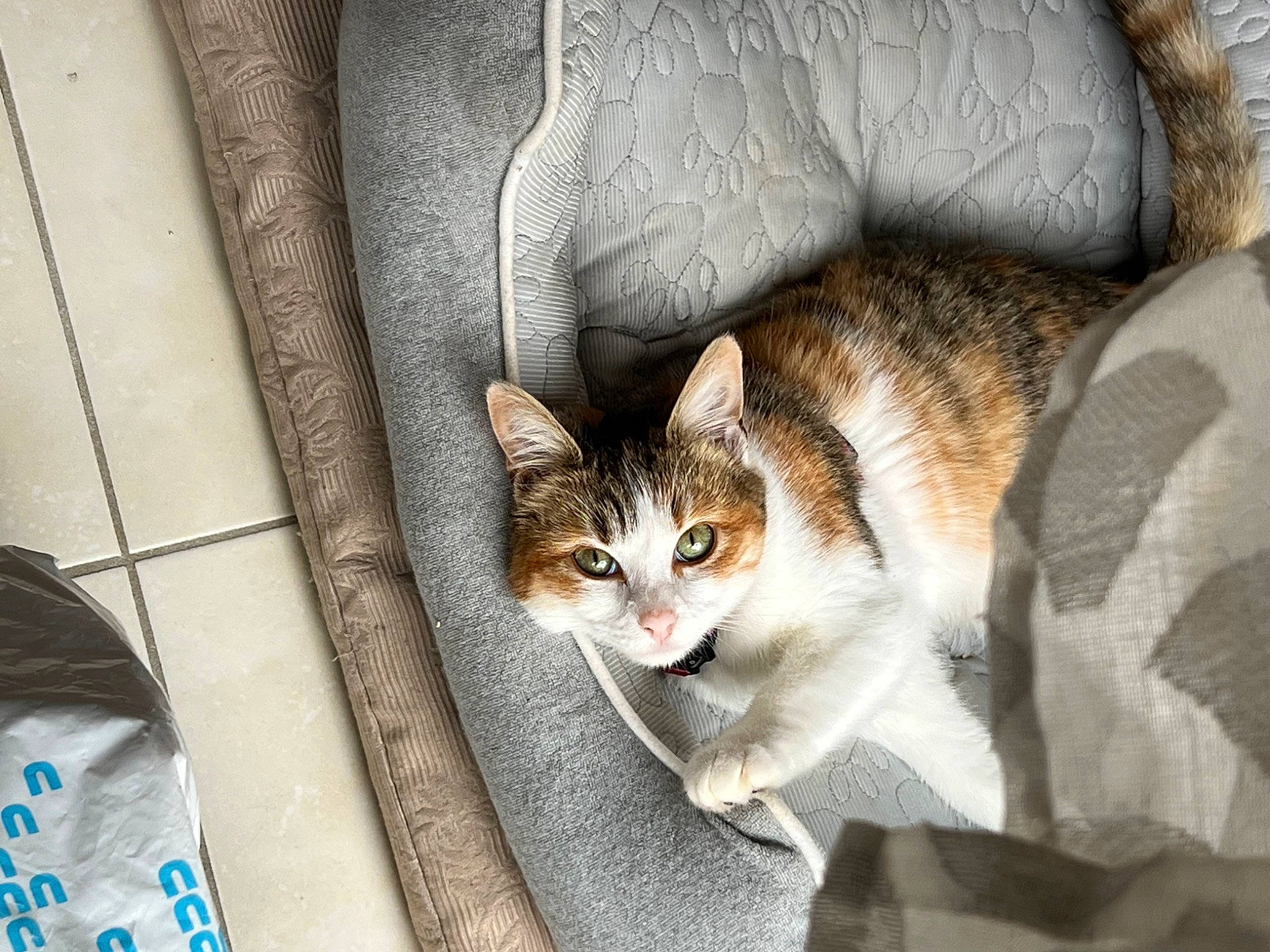 Luky a rejoint le concours — aidez-le/la à gagner de superbes lots ! carnivore, cat, comfort, domestic_short_haired_cat, felidae, fur, grey, nap, paw, sitting, small_to_medium_sized_cats, snout, tail, tree, whiskers, window, wood