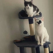 Kitty is registered to the contest to win money with this photo: cat, cats, pet, animal, tuxedo_cat, white_cat, black_and_white, cat_tree, scratching_post, indoor, home, portrait, sitting, standing, looking_at_camera, fur, whiskers, ears, food_bowl, toy