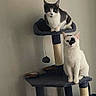 cat, cats, pet, animal, tuxedo_cat, white_cat, black_and_white, cat_tree, scratching_post, indoor, home, portrait, sitting, standing, looking_at_camera, fur, whiskers, ears, food_bowl, toy