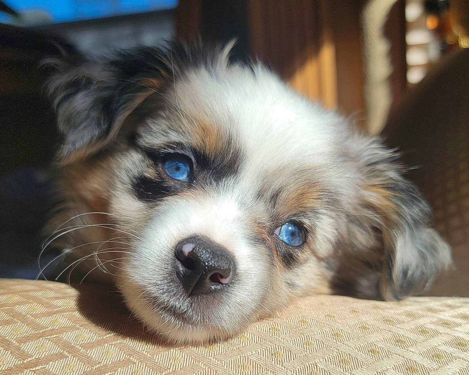 Marshall joined the competition — help win amazing prizes! bored, canidae, carnivore, companion_dog, dog, dog_breed, fawn, fur, puppy, snout, sporting_group, terrestrial_animal, toy_dog, whiskers, working_animal, working_dog