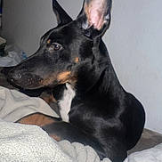 Charlie joined the competition — help win amazing prizes! alert, animal, bed, black_dog, blanket, canine, companion, cozy, dog, domestic, ears, fur, household, indoors, looking_away, mammal, pet, relaxed, resting, side_view