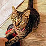 cat, tabby, pet, playful, foot, slipper, red, black, wooden_floor, towel, indoor, curious, animal, domestic, yellow_eyes, fur, claws, paw, looking_up, person