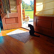 Cleo Queen joined the competition — help win amazing prizes! animal, black_cat, cat, daylight, door, doorway, greenery, home_interior, indoor, open_door, outdoor, peaceful, pet, quiet, rocking_chair, rug, shadow, sunlight, window_shade, wooden_floor