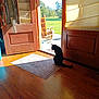 animal, black_cat, cat, daylight, door, doorway, greenery, home_interior, indoor, open_door, outdoor, peaceful, pet, quiet, rocking_chair, rug, shadow, sunlight, window_shade, wooden_floor