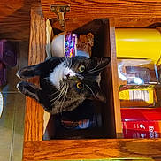 Jet is registered to the contest to win money with this photo: barware, bottle, carnivore, cat, cat_supply, domestic_short_haired_cat, drink, felidae, fur, glass_bottle, hardwood, room, shelf, shelving, small_to_medium_sized_cats, table, varnish, whiskers, wood, wood_stain