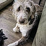 Lovey Unique is registered to the contest to win money with this photo: animal, brown_fur, companion, couch, cozy, curious, curly_fur, cute, dog, dog_bed, floor, flooring, furniture, home, indoor, looking_up, pet, relaxing, white_fur, wooden_floor