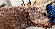 Lovey Unique is registered to the contest to win money with this photo: bed, blanket, brown, comfort, cozy, curly_fur, dog, fur, home, indoor, mirror, peaceful, pillow, plants, relaxation, resting, sleeping, soft, striped_blanket, white