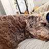 bed, blanket, brown, comfort, cozy, curly_fur, dog, fur, home, indoor, mirror, peaceful, pillow, plants, relaxation, resting, sleeping, soft, striped_blanket, white