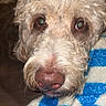 Lovey Unique is registered to the contest to win money with this photo: animal, blanket, brown_nose, close_up, companion, cozy, curly_hair, cute, dog, domestic_animal, expression, face, friendly, fur, indoors, looking, mammal, pet, snout, soft_texture