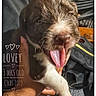 Lovey Unique is registered to the contest to win money with this photo: puppy, dog, brown_fur, white_paw, yawning, tongue, hand, indoor, closeup, cute, pet, animal, young, small, adorable, text_overlay, furniture, bag, blurred_background, soft_light