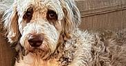Lovey Unique is registered to the contest to win money with this photo: dog, curly_fur, beige_couch, pet, indoor, close_up, canine, fluffy, relaxed, looking_at_camera, animal, companion, cute, domestic, fur, portrait, laying_down, friendly, household, cozy