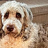 dog, curly_fur, beige_couch, pet, indoor, close_up, canine, fluffy, relaxed, looking_at_camera, animal, companion, cute, domestic, fur, portrait, laying_down, friendly, household, cozy
