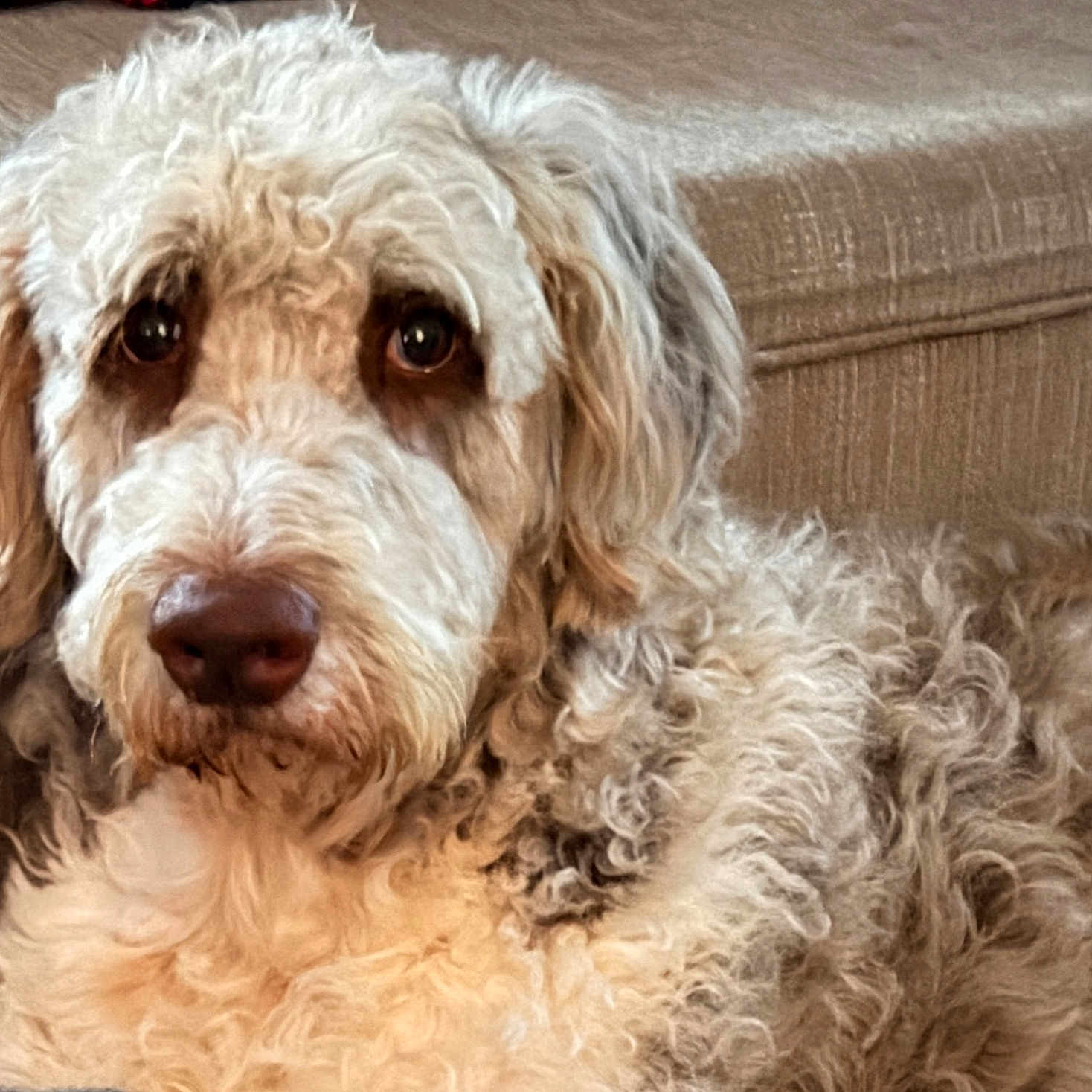 Lovey Unique is registered to the contest to win money with this photo: dog, curly_fur, beige_couch, pet, indoor, close_up, canine, fluffy, relaxed, looking_at_camera, animal, companion, cute, domestic, fur, portrait, laying_down, friendly, household, cozy