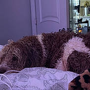 Lovey Unique joined the competition — help win amazing prizes! animal, bed, blanket, brown, cozy, curly_hair, dog, door, fur, household, indoor, patterned_sheet, pet, relaxed, resting, room, shelf, sleeping, string_lights, white