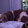 animal, bed, blanket, brown, cozy, curly_hair, dog, door, fur, household, indoor, patterned_sheet, pet, relaxed, resting, room, shelf, sleeping, string_lights, white