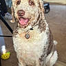 Lovey Unique is registered to the contest to win money with this photo: dog, pet, indoor, curly_fur, collar, tag, brown_eyes, happy, smiling, sitting, fur, closeup, canine, animal, domestic_animal, portrait, cute, friendly, furry, companion
