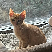 Spider-Man is registered to the contest to win money with this photo: kitten, cat, orange_tabby, pet_bed, window, screen, natural_light, indoor, curious, feline, young_cat, fur, whiskers, ears, greenery, soft_texture, cozy, looking, animal, domestic_pet