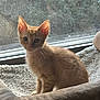 kitten, cat, orange_tabby, pet_bed, window, screen, natural_light, indoor, curious, feline, young_cat, fur, whiskers, ears, greenery, soft_texture, cozy, looking, animal, domestic_pet