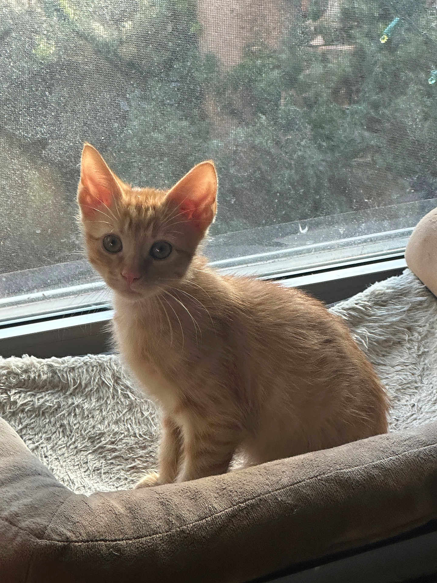 Spider-Man is registered to the contest to win money with this photo: kitten, cat, orange_tabby, pet_bed, window, screen, natural_light, indoor, curious, feline, young_cat, fur, whiskers, ears, greenery, soft_texture, cozy, looking, animal, domestic_pet