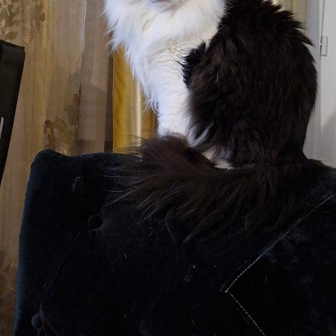 Tsuki