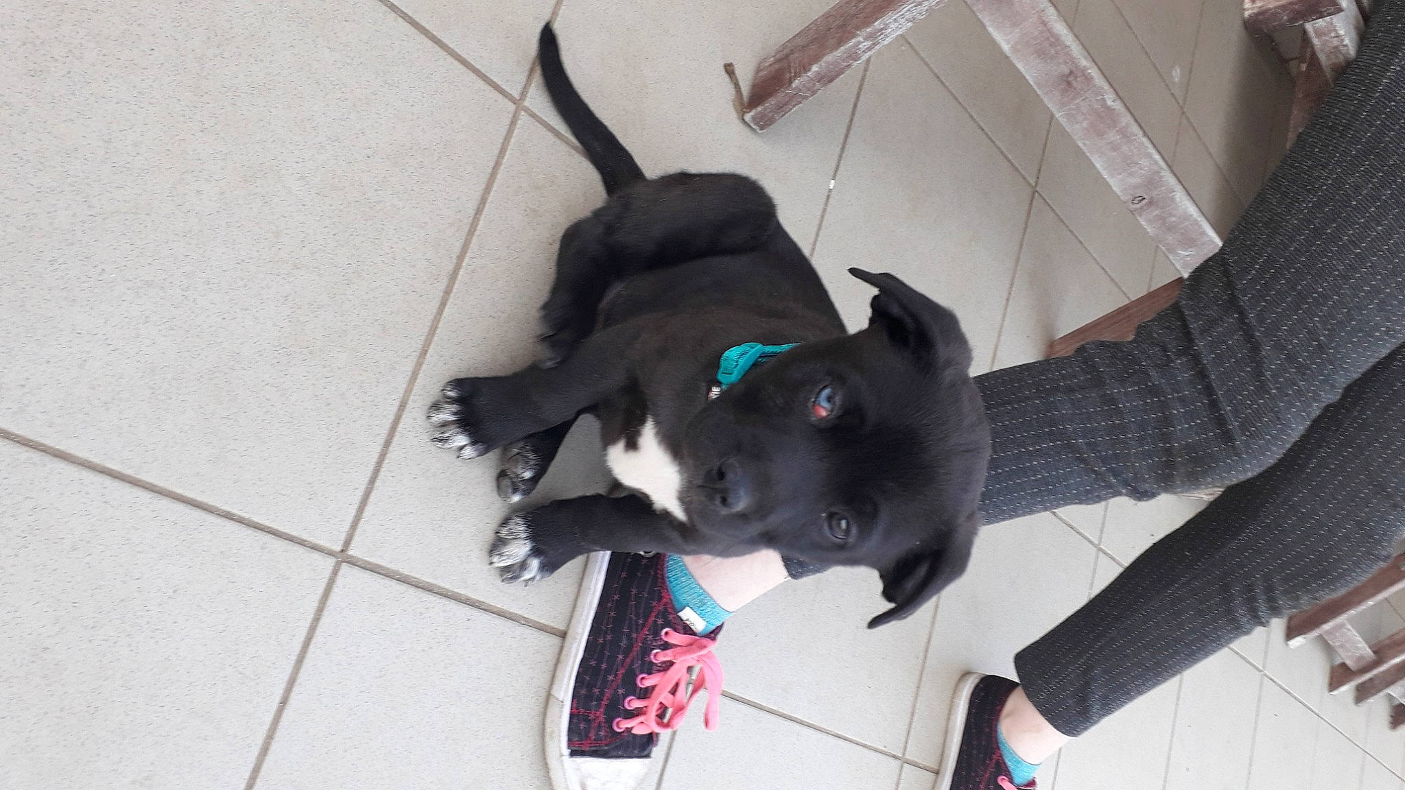 Carbon participe au concours pour gagner de l'argent avec cette photo : canidae, carmine, carnivore, comfort, costume, dog_breed, flooring, fun, fur, non_sporting_group, snout, sporting_group, tail, tile_flooring