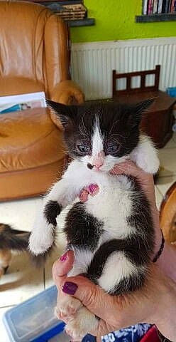 Shelby a rejoint le concours — aidez-le/la à gagner de superbes lots ! carnivore, cat, claw, comfort, couch, domestic_short_haired_cat, eye, felidae, flooring, foot, fur, hand, hardwood, head, lap, paw, small_to_medium_sized_cats, snout, tail, whiskers