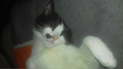 Shelby a rejoint le concours — aidez-le/la à gagner de superbes lots ! carnivore, cat, domestic_short_haired_cat, felidae, fur, small_to_medium_sized_cats, snout, tail, whiskers