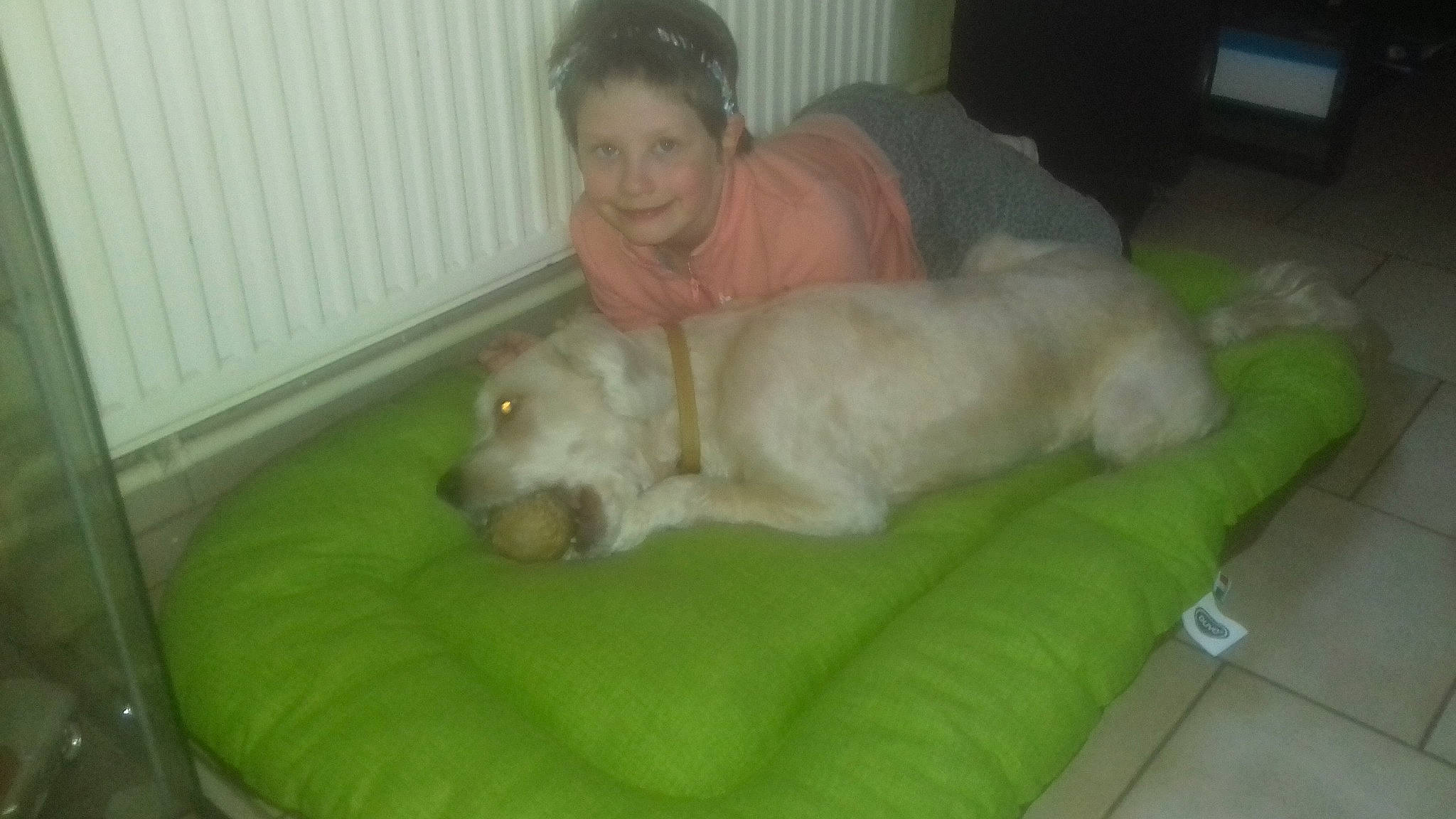 Crash a rejoint le concours — aidez-le/la à gagner de superbes lots ! canidae, carnivore, companion_dog, dog, dog_breed, labrador_retriever, mammal, retriever, sporting_group