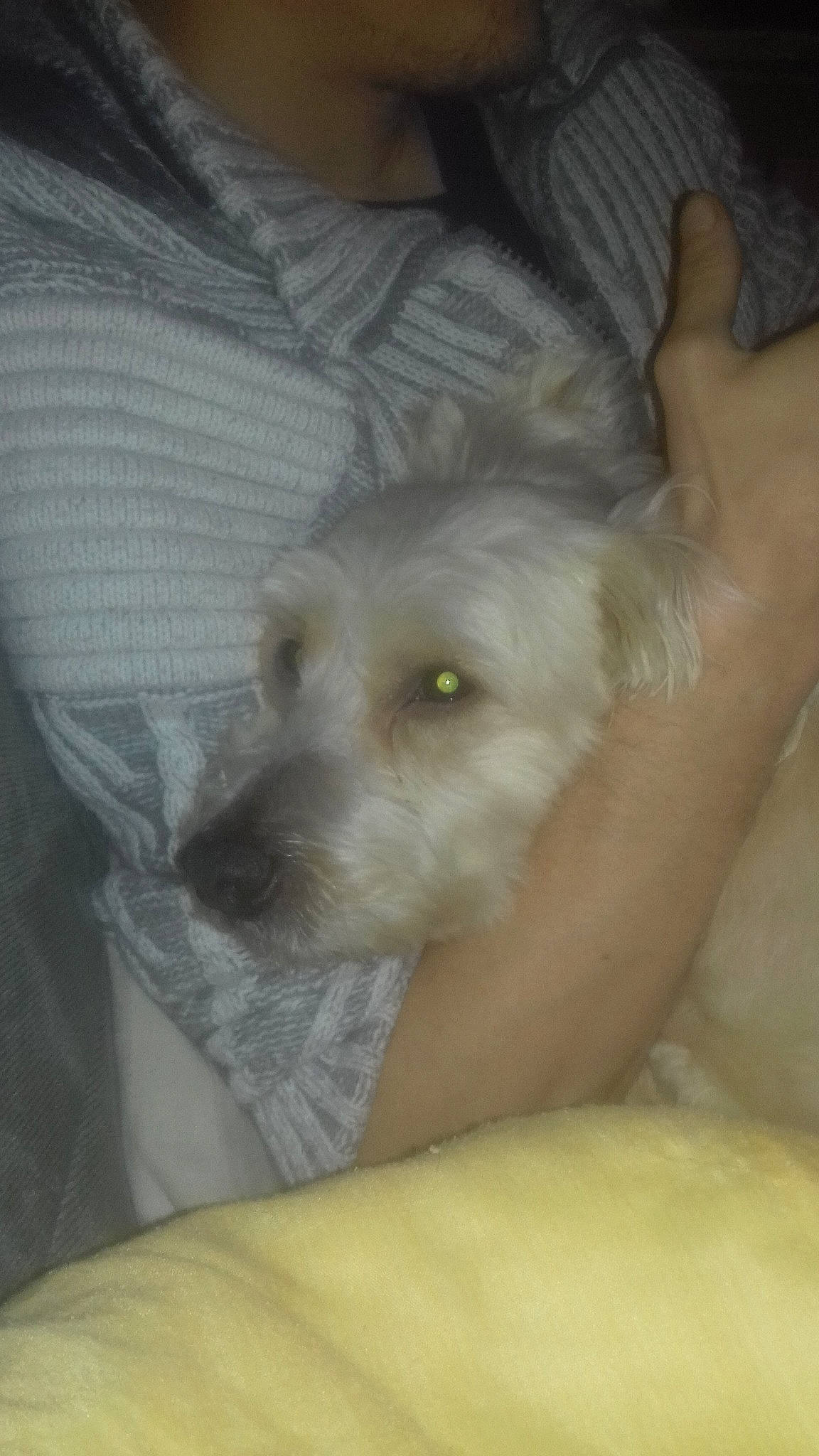 Crash participe au concours pour gagner de l'argent avec cette photo : cairn_terrier, canidae, carnivore, cockapoo, dog, dog_breed, mammal, non_sporting_group, puppy, schnauzer, schnoodle, sporting_group, terrier, west_highland_white_terrier