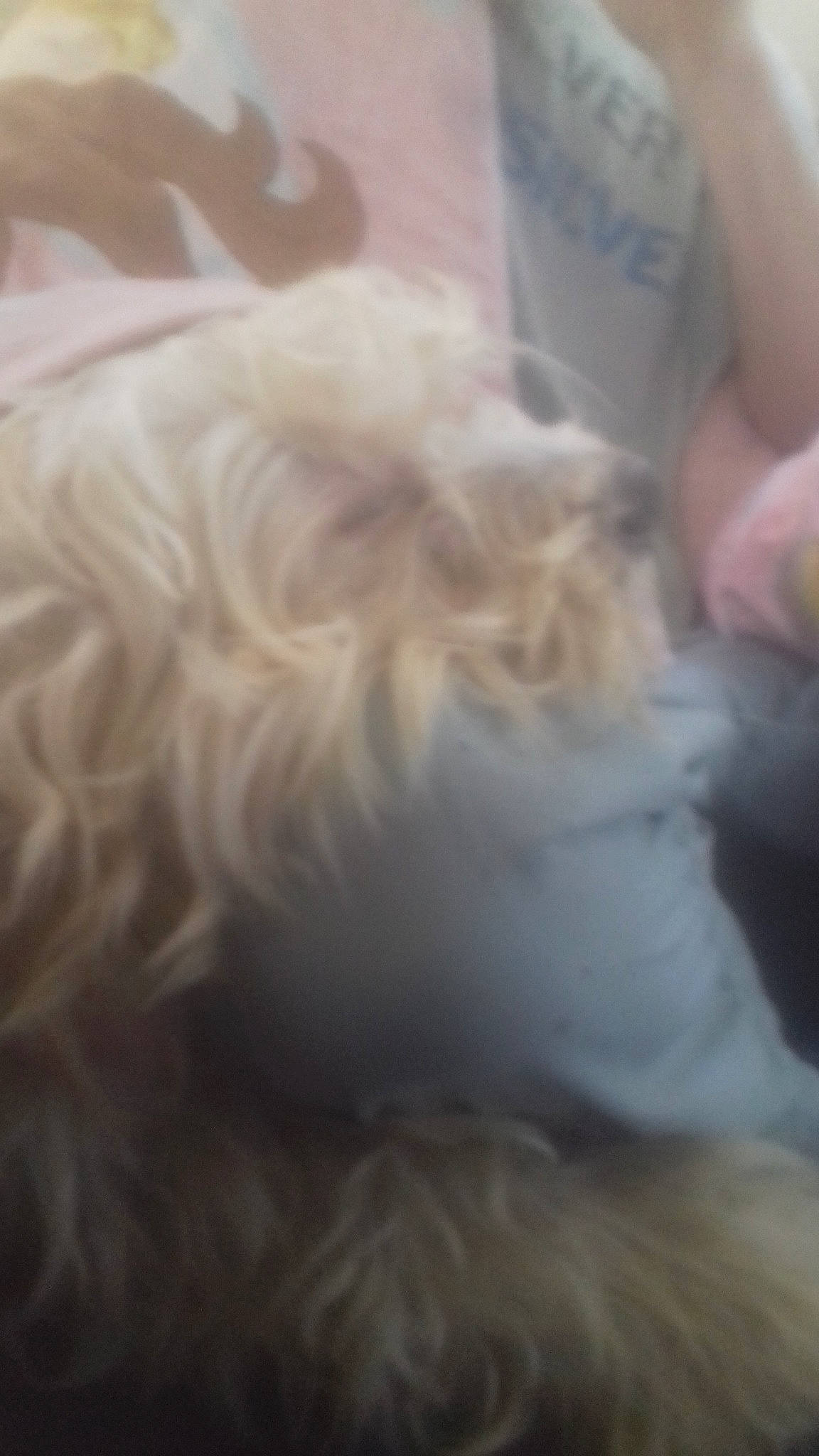 Crash participe au concours pour gagner de l'argent avec cette photo : canidae, carnivore, cockapoo, dog, dog_breed, ear, fur, maltese, non_sporting_group, puppy, schnoodle, west_highland_white_terrier