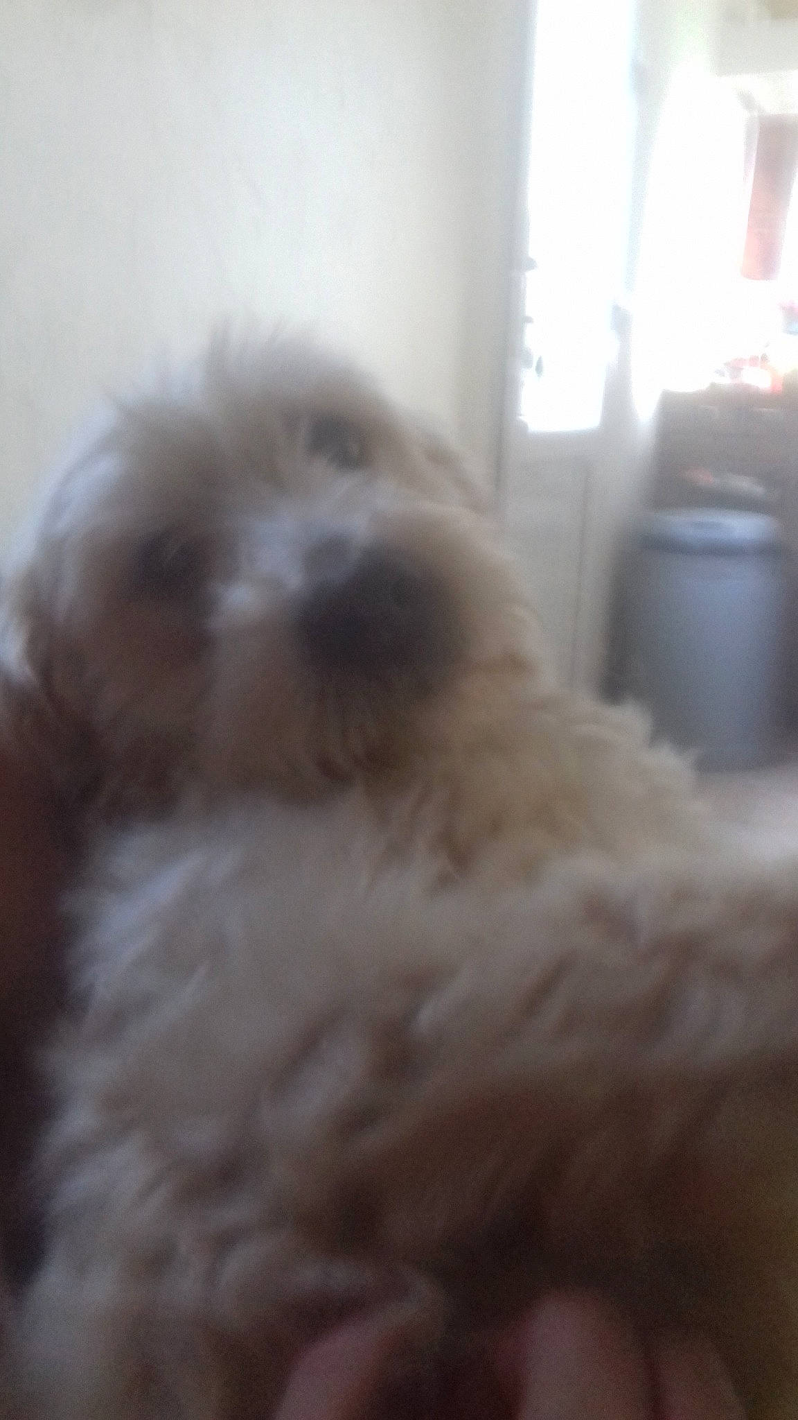 Crash participe au concours pour gagner de l'argent avec cette photo : canidae, carnivore, cavachon, cavapoo, cockapoo, companion_dog, dog, dog_breed, goldendoodle, irish_soft_coated_wheaten_terrier, lhasa_apso, maltese, mammal, morkie, puppy, schnoodle, shih_tzu, sporting_group, tibetan_terrier, vertebrate