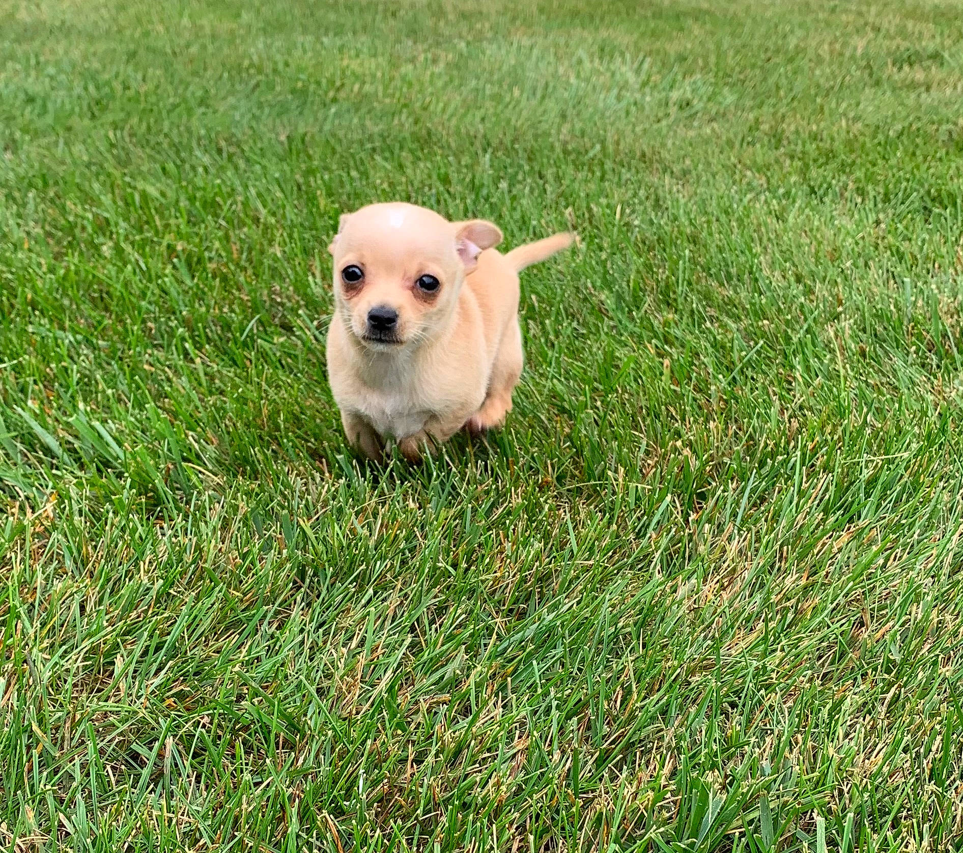 Leo is registered to the contest to win money with this photo: canidae, carnivore, companion_dog, dog, dog_breed, fawn, grass, labrador_retriever, lawn, mammal, plant, puppy, retriever, snout, sporting_group, vertebrate