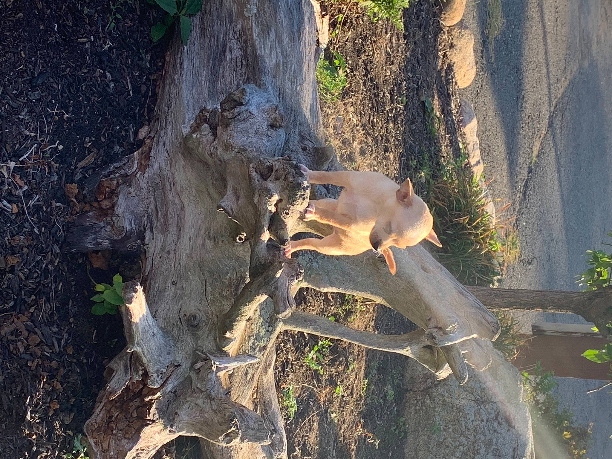 Leo is registered to the contest to win money with this photo: adaptation, branch, fawn, organism, plant, tree, trunk, wildlife