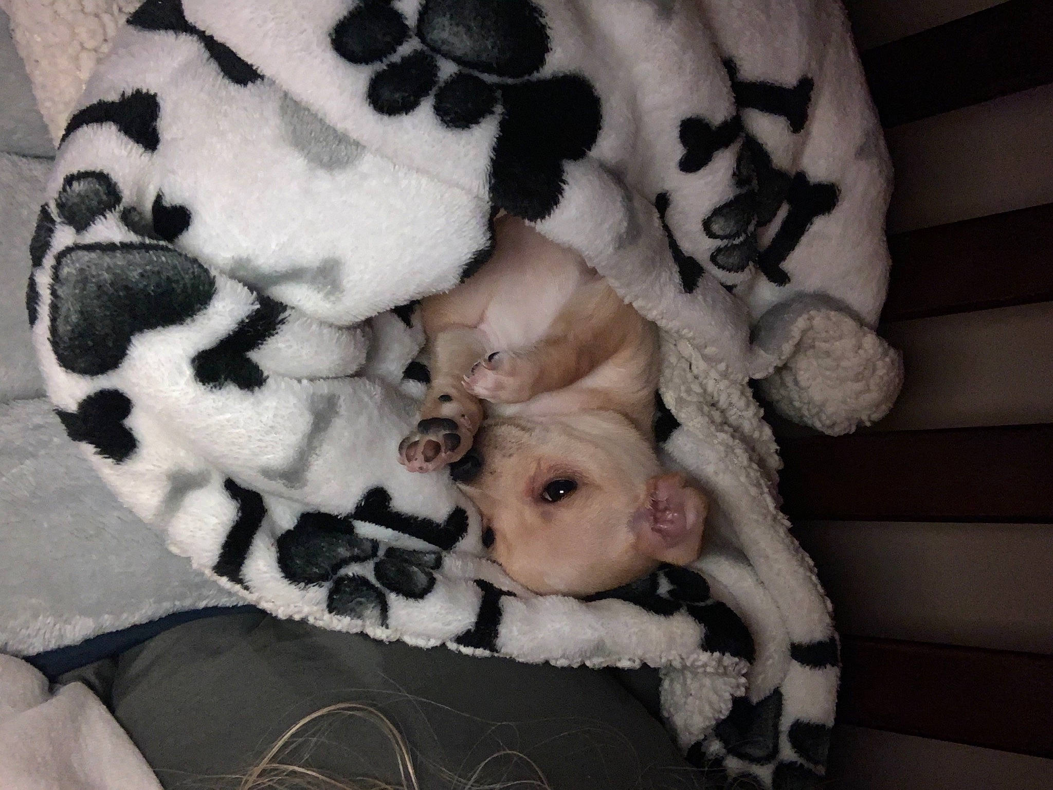 Leo joined the competition — help win amazing prizes! blanket, canidae, carnivore, companion_dog, dog, dog_breed, fur, non_sporting_group, paw, pointer, puppy, puppy_love, sporting_group