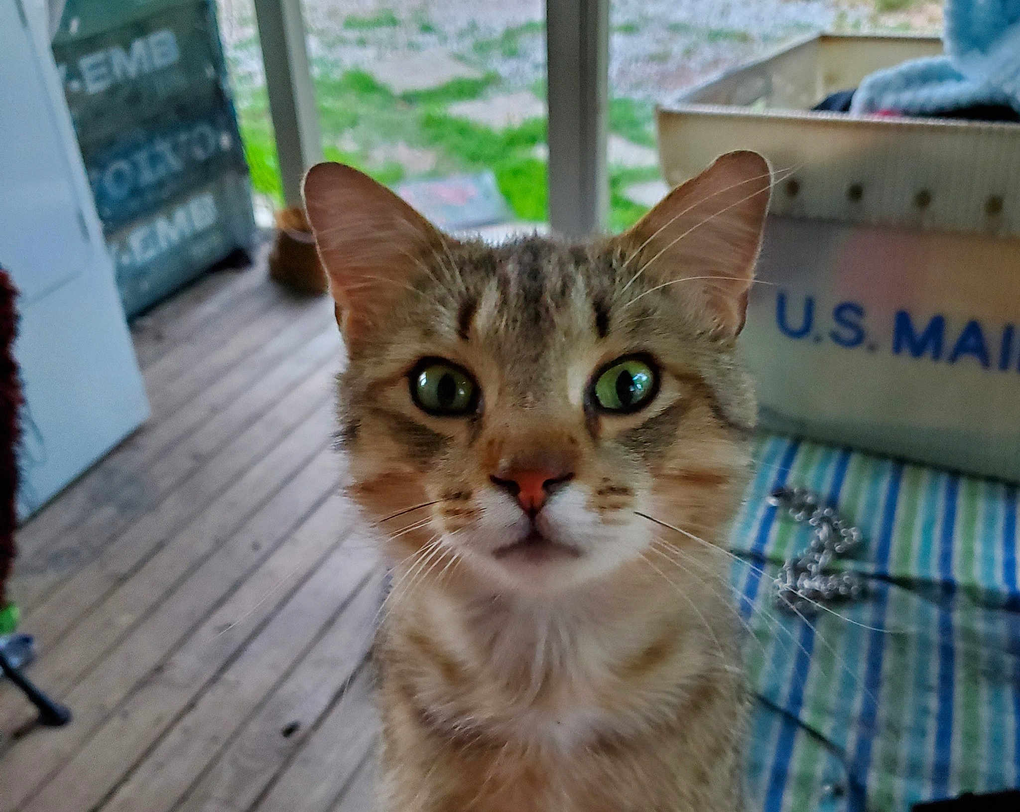 Mew