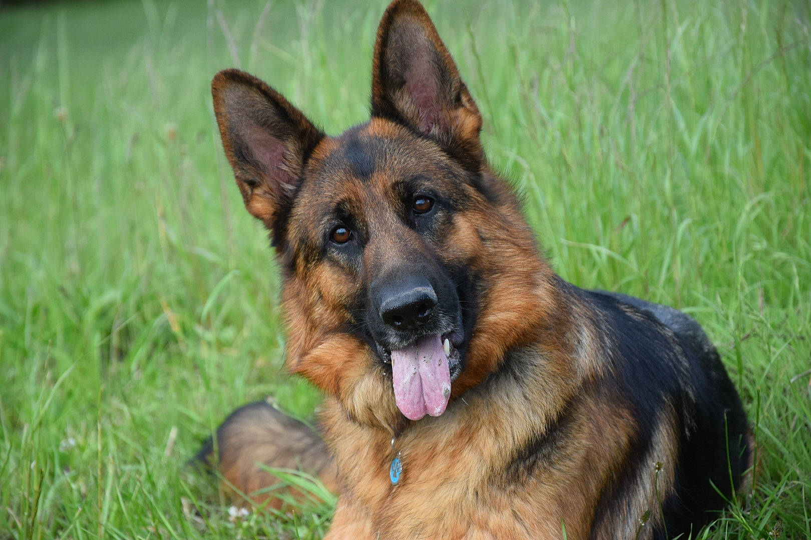 Nevada a rejoint le concours — aidez-le/la à gagner de superbes lots ! belgian_shepherd, belgian_shepherd_malinois, bohemian_shepherd, canidae, carnivore, dog, dog_breed, east_european_shepherd, german_shepherd_dog, grass, king_shepherd, kunming_wolfdog, mammal, old_german_shepherd_dog, police_dog, rare_breed_dog, shiloh_shepherd_dog, snout, vertebrate, working_dog