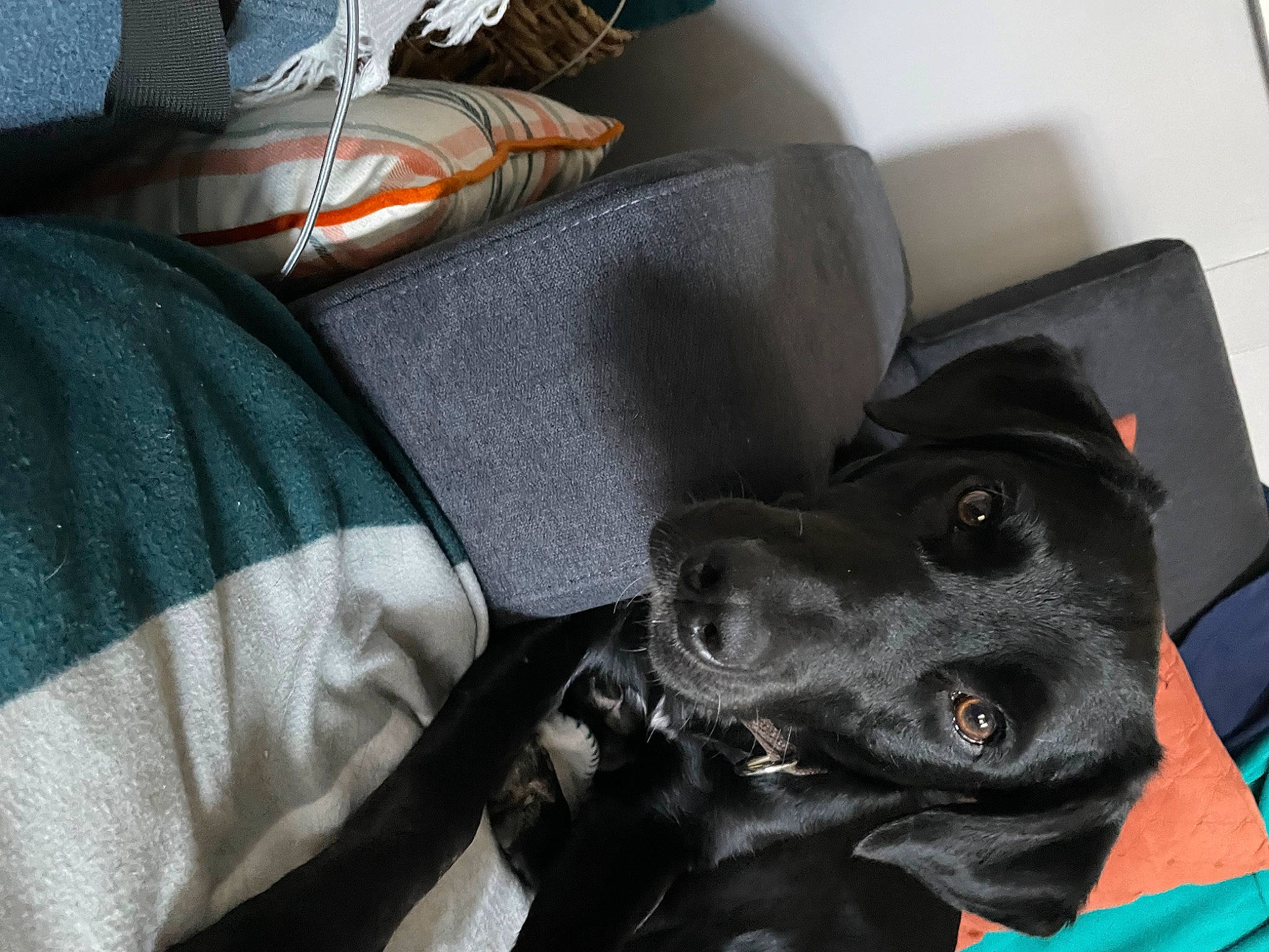 Kingston joined the competition — help win amazing prizes! auto_part, bag, canidae, car_seat, car_seat_cover, carnivore, comfort, companion_dog, dog, dog_breed, dog_collar, grey, guard_dog, head_restraint, personal_protective_equipment, snout, sporting_group, vehicle_door, whiskers, working_animal