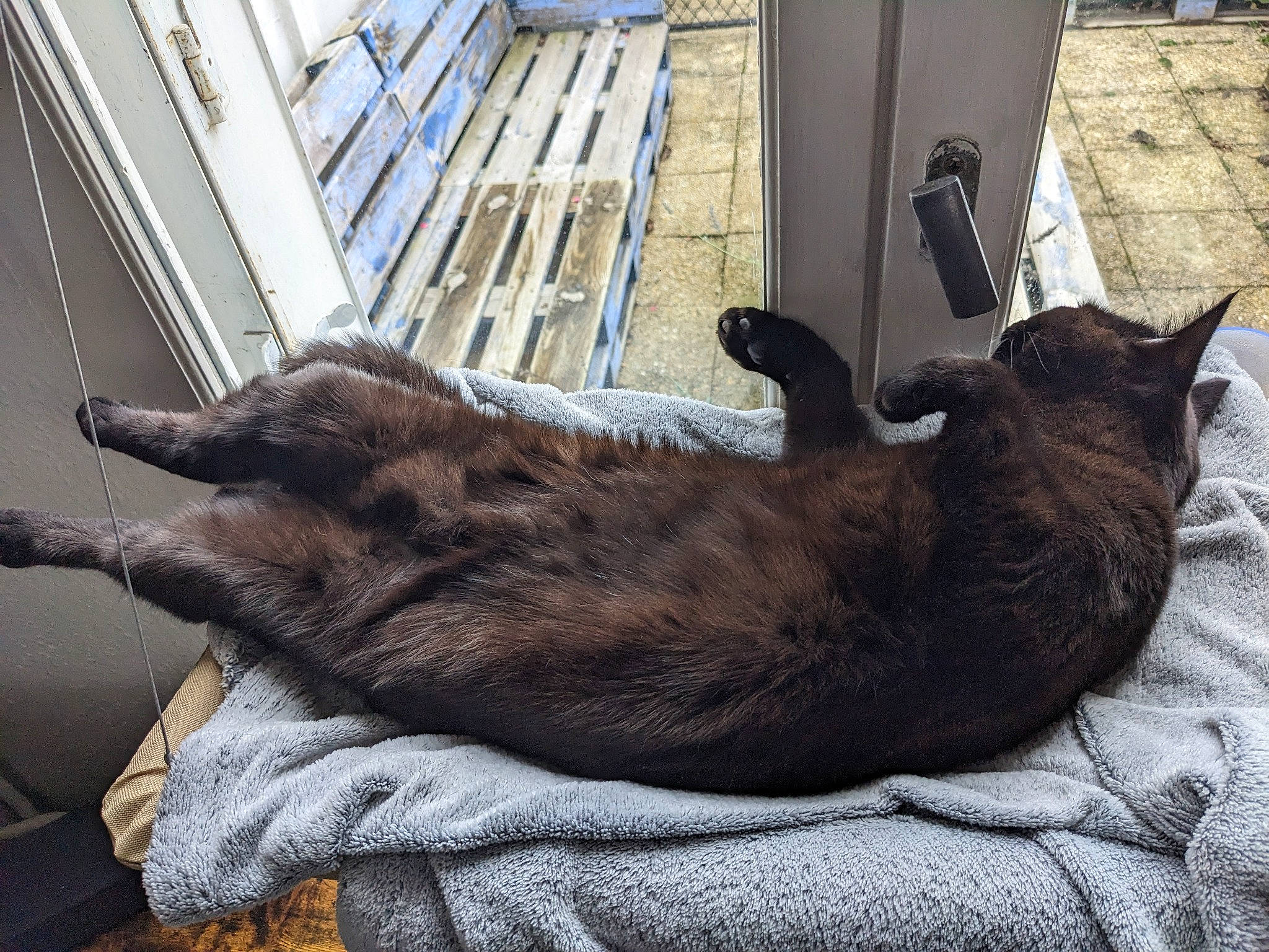 Bonnie participe au concours pour gagner de l'argent avec cette photo : bombay, canidae, carnivore, cat, chair, claw, comfort, dog_breed, domestic_short_haired_cat, fawn, felidae, liver, mammal, small_to_medium_sized_cats, snout, sporting_group, tail, terrestrial_animal, whiskers, window