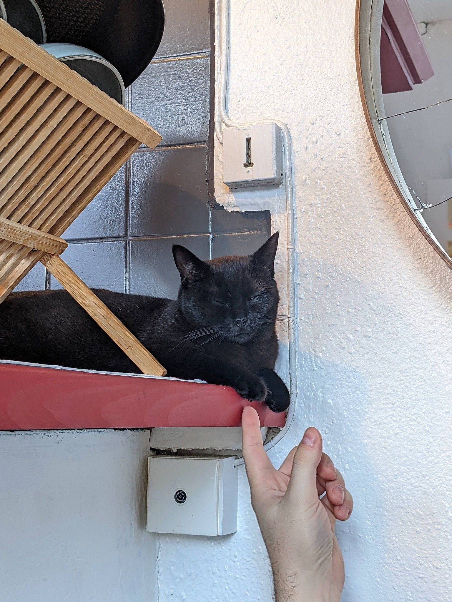 Bonnie participe au concours pour gagner de l'argent avec cette photo : bombay, carmine, carnivore, cat, chair, comfort, couch, felidae, flooring, gesture, hardwood, human_leg, material_property, metal, room, small_to_medium_sized_cats, tail, vehicle_door, whiskers, wood