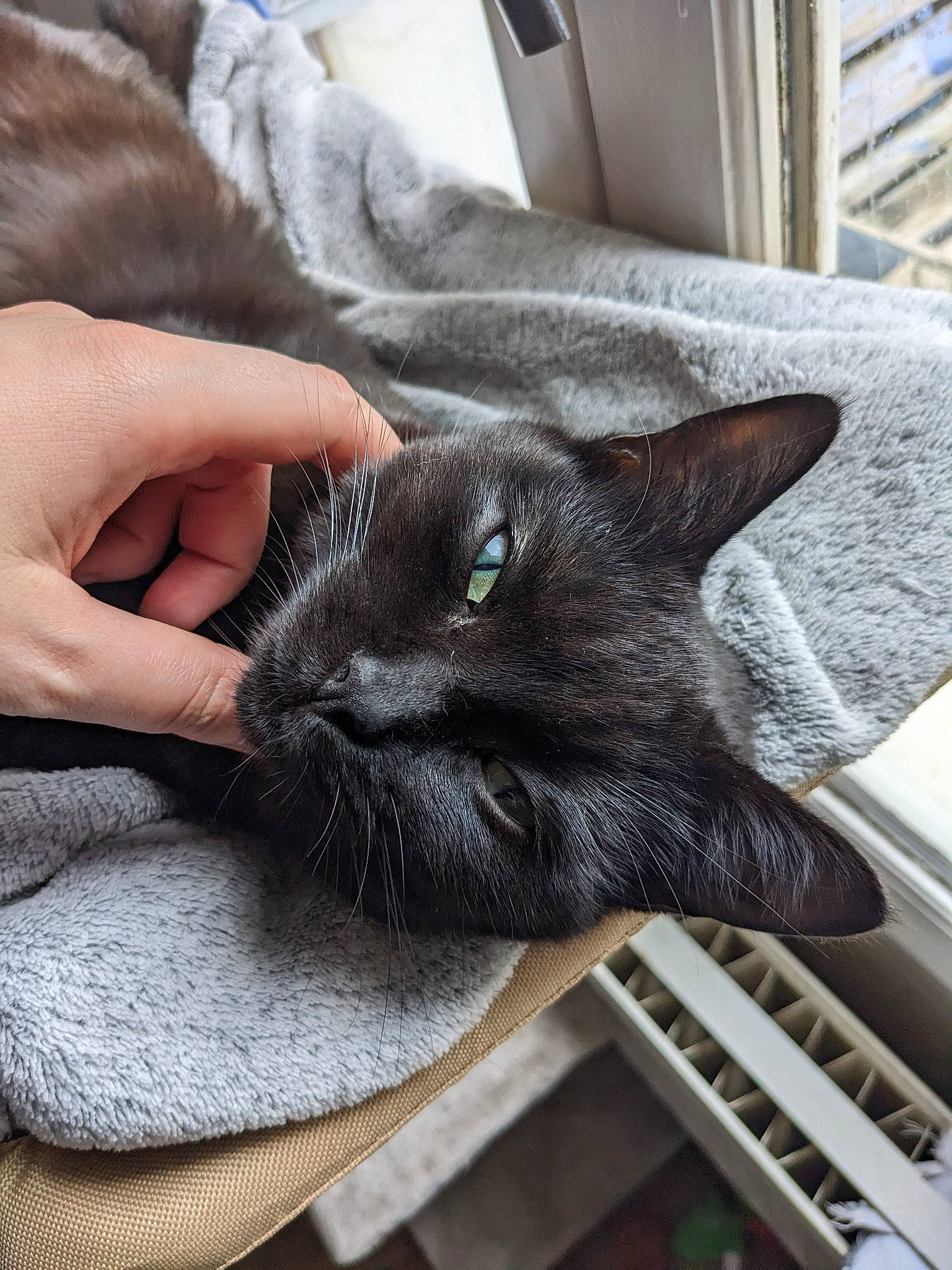 Bonnie a rejoint le concours — aidez-le/la à gagner de superbes lots ! black_cat, bombay, carnivore, cat, chartreux, claw, comfort, domestic_short_haired_cat, ear, eye, felidae, fur, grey, nap, plant, sitting, small_to_medium_sized_cats, snout, whiskers, window