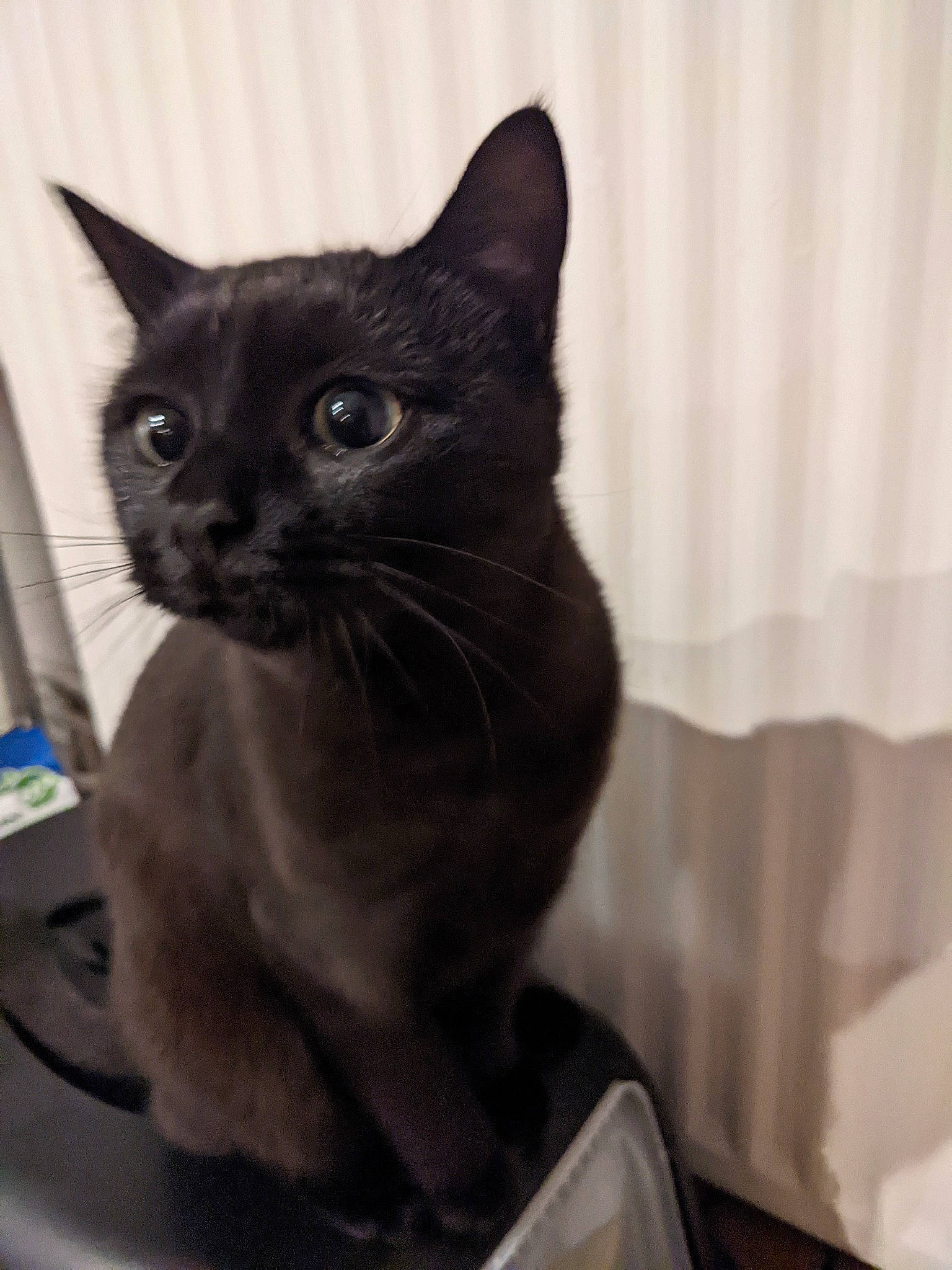 Bonnie a rejoint le concours — aidez-le/la à gagner de superbes lots ! black_cat, bombay, box, carnivore, cat, domestic_short_haired_cat, ear, eye, felidae, fur, grey, small_to_medium_sized_cats, snout, whiskers, window