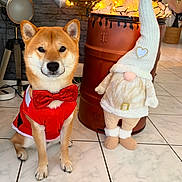 Taïgo a rejoint le concours — aidez-le/la à gagner de superbes lots ! dog, shiba_inu, red_bow_tie, red_outfit, gnome, christmas_tree, christmas_lights, holiday_decor, indoor, tiled_floor, festive, decorations, cute, pet, animal, sitting, cozy, ornament, home, holiday